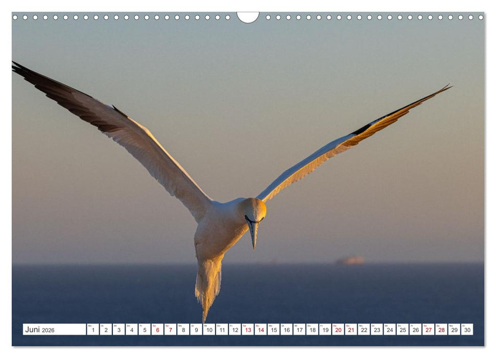Basstölpel - Helgolands faszinierende Vögel (CALVENDO Wandkalender 2026)