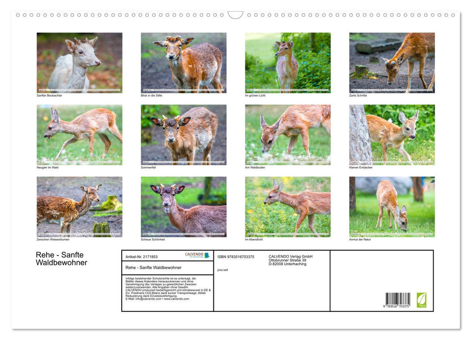 Rehe - Sanfte Waldbewohner (CALVENDO Wandkalender 2026)