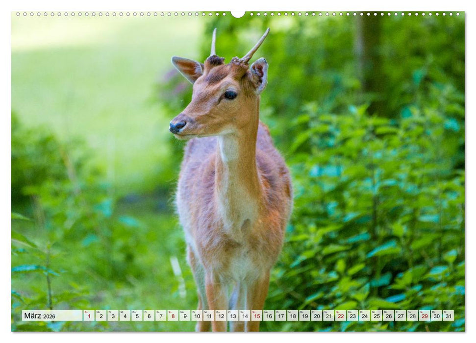 Rehe - Sanfte Waldbewohner (CALVENDO Wandkalender 2026)