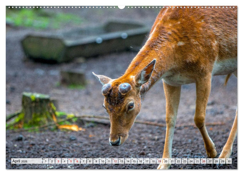 Rehe - Sanfte Waldbewohner (CALVENDO Wandkalender 2026)