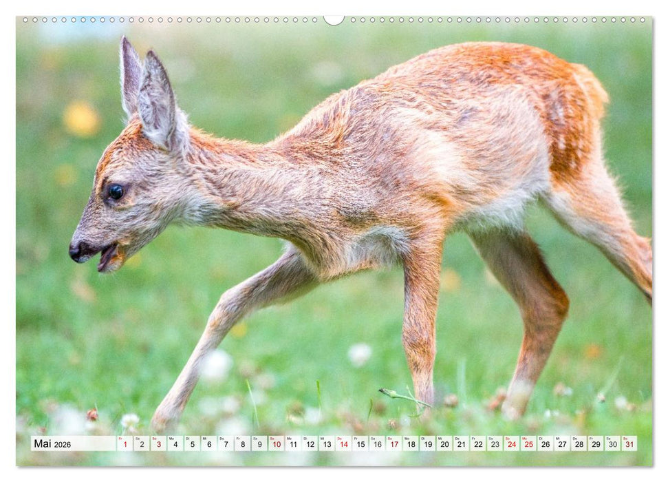 Rehe - Sanfte Waldbewohner (CALVENDO Wandkalender 2026)