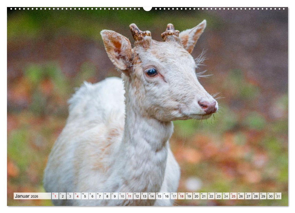 Rehe - Sanfte Waldbewohner (CALVENDO Premium Wandkalender 2026)