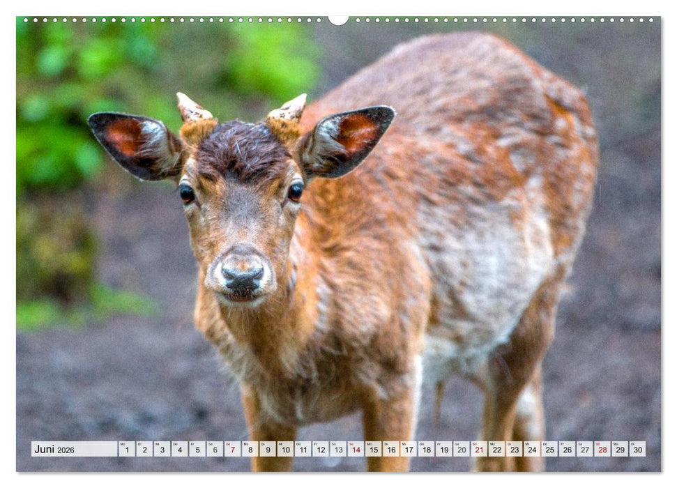 Rehe - Sanfte Waldbewohner (CALVENDO Premium Wandkalender 2026)
