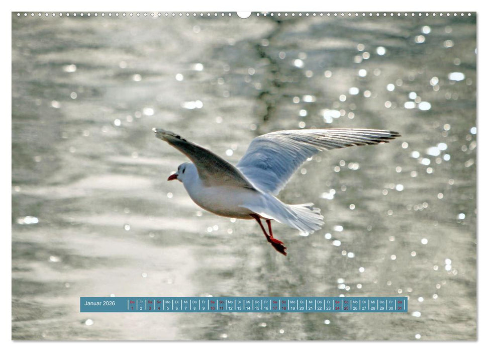 Möwen Piraten der Lüfte (CALVENDO Wandkalender 2026)