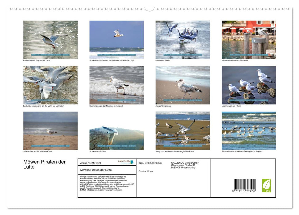 Möwen Piraten der Lüfte (CALVENDO Premium Wandkalender 2026)