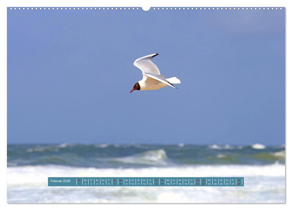 Möwen Piraten der Lüfte (CALVENDO Premium Wandkalender 2026)