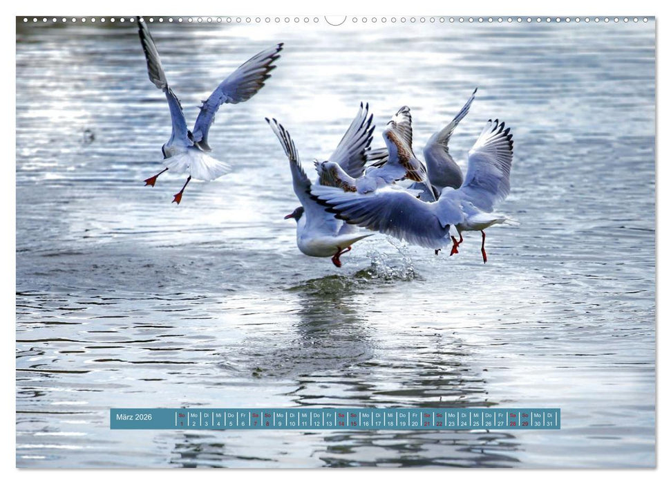 Möwen Piraten der Lüfte (CALVENDO Premium Wandkalender 2026)