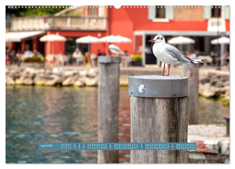 Möwen Piraten der Lüfte (CALVENDO Premium Wandkalender 2026)
