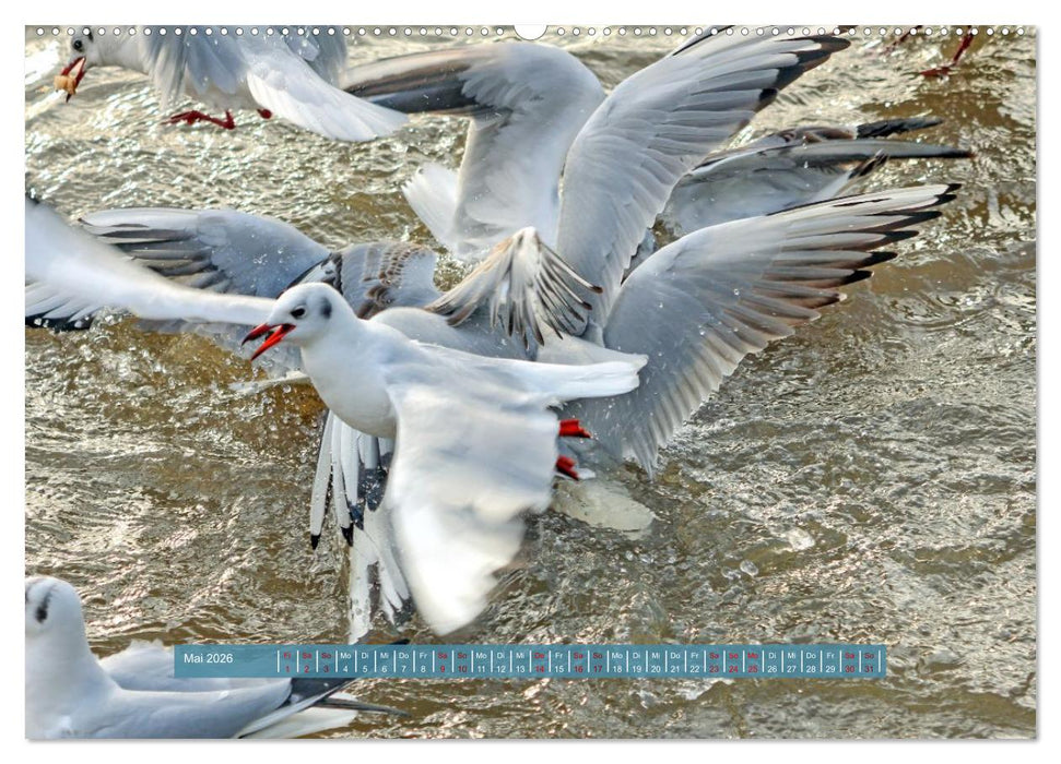 Möwen Piraten der Lüfte (CALVENDO Premium Wandkalender 2026)