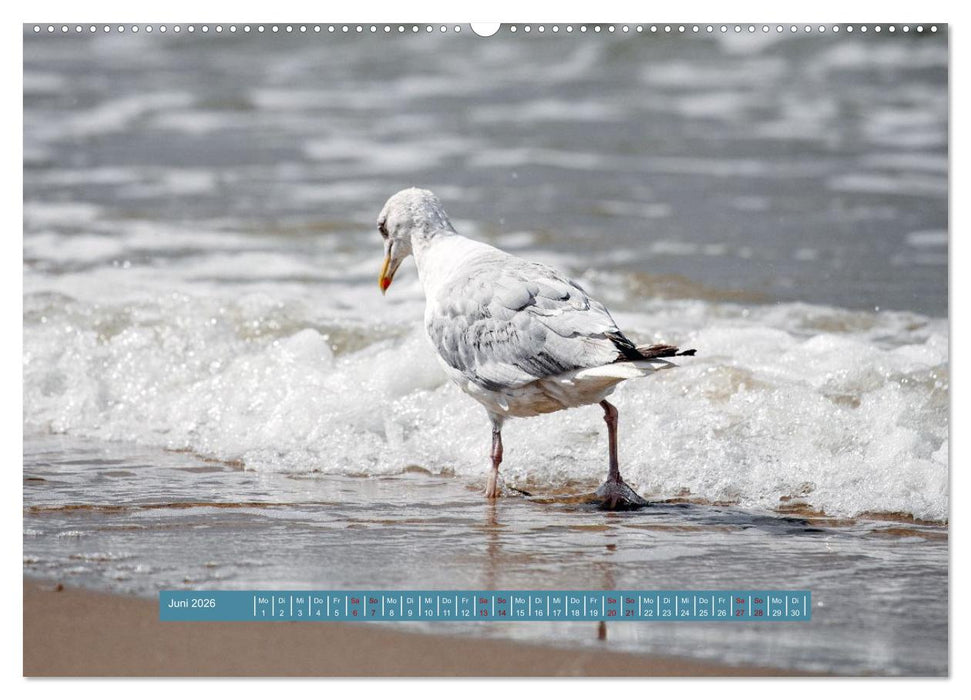 Möwen Piraten der Lüfte (CALVENDO Premium Wandkalender 2026)