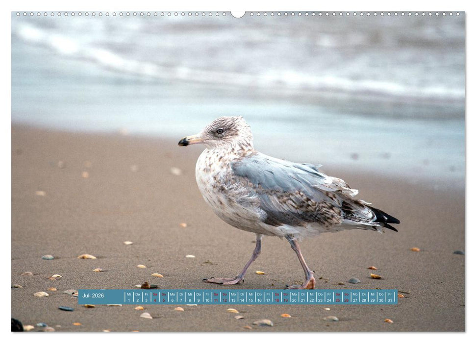 Möwen Piraten der Lüfte (CALVENDO Premium Wandkalender 2026)