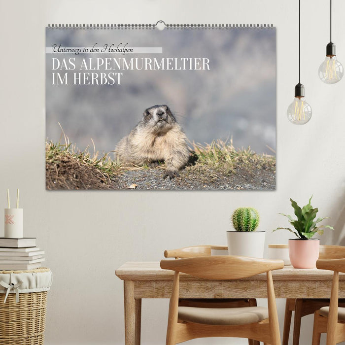 Unterwegs in den Hochalpen - Das Alpenmurmeltier im Herbst (CALVENDO Wandkalender 2026)