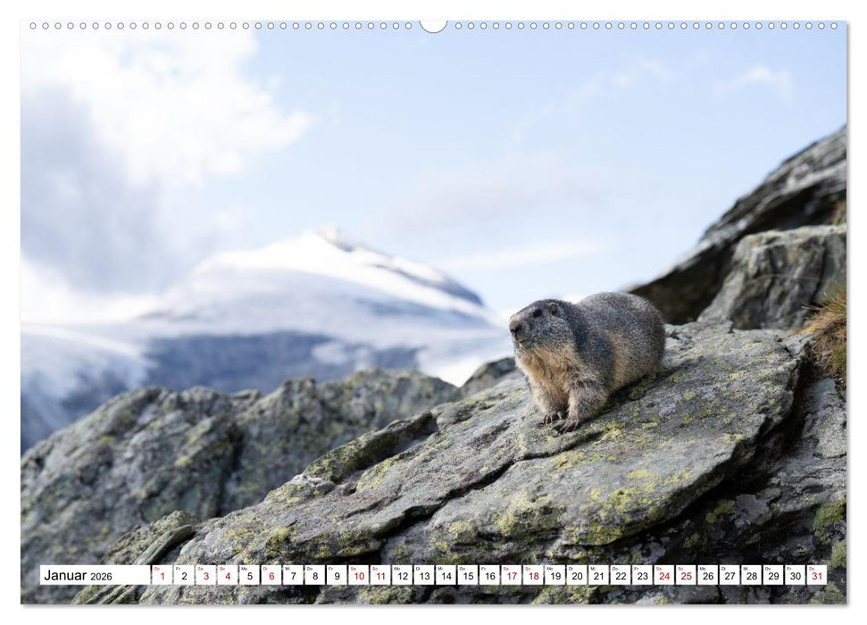 Unterwegs in den Hochalpen - Das Alpenmurmeltier im Herbst (CALVENDO Wandkalender 2026)