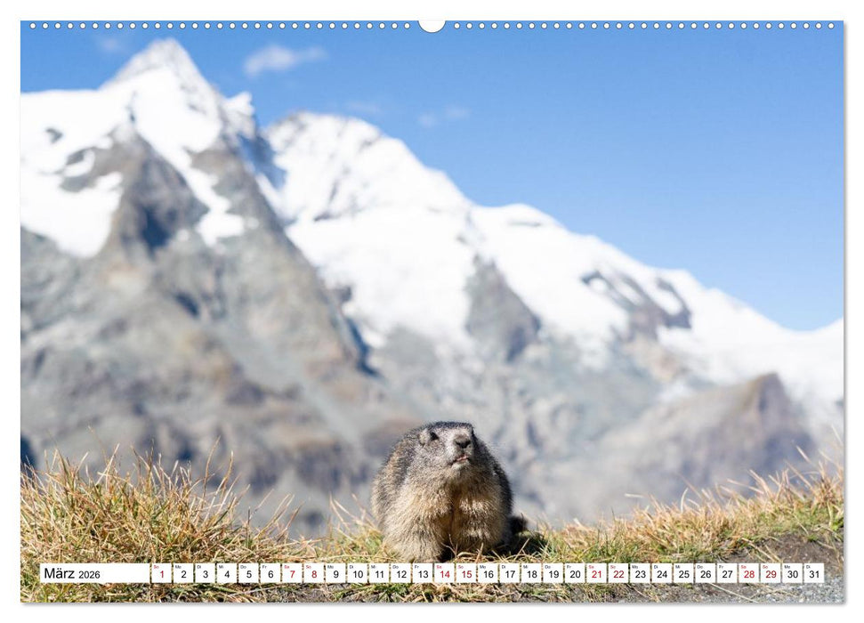 Unterwegs in den Hochalpen - Das Alpenmurmeltier im Herbst (CALVENDO Wandkalender 2026)
