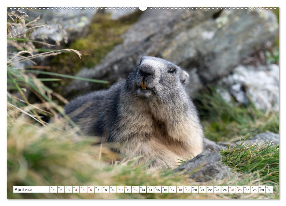 Unterwegs in den Hochalpen - Das Alpenmurmeltier im Herbst (CALVENDO Wandkalender 2026)