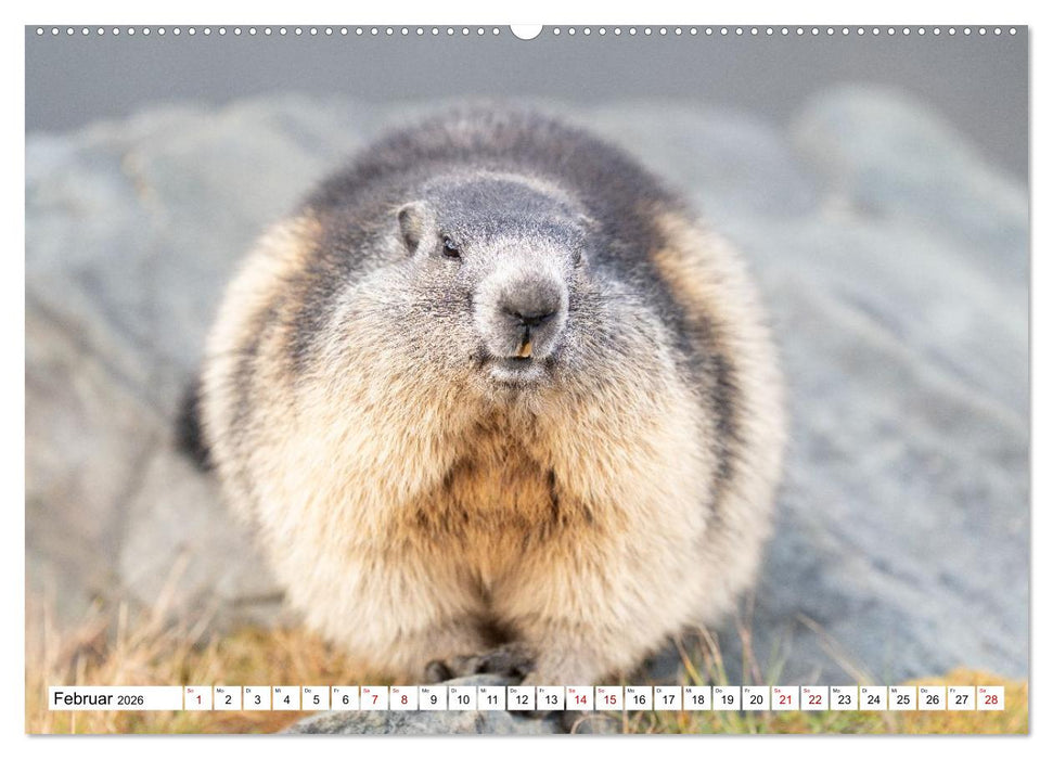 Unterwegs in den Hochalpen - Das Alpenmurmeltier im Herbst (CALVENDO Premium Wandkalender 2026)