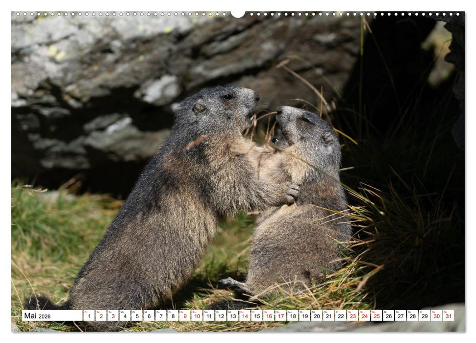 Unterwegs in den Hochalpen - Das Alpenmurmeltier im Herbst (CALVENDO Premium Wandkalender 2026)