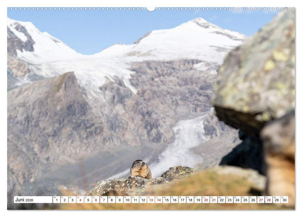 Unterwegs in den Hochalpen - Das Alpenmurmeltier im Herbst (CALVENDO Premium Wandkalender 2026)