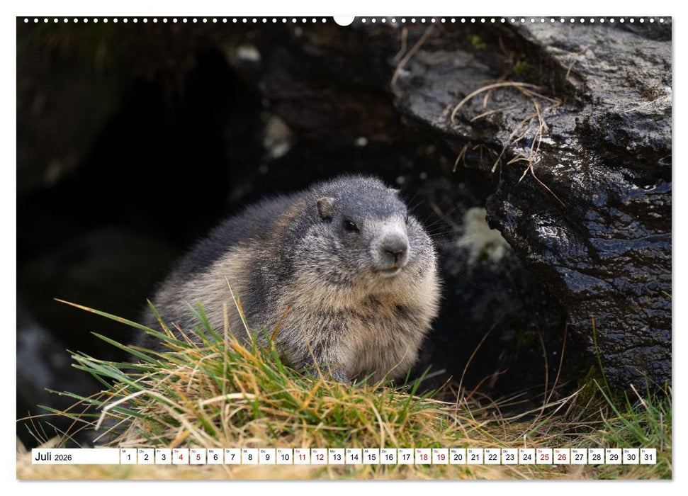 Unterwegs in den Hochalpen - Das Alpenmurmeltier im Herbst (CALVENDO Premium Wandkalender 2026)