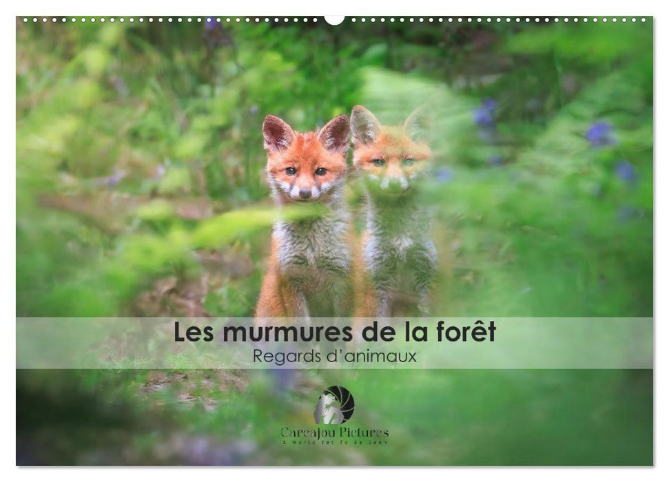 Les murmures de la forêt - Regards d'animaux (CALVENDO Calendrier mensuel 2026)