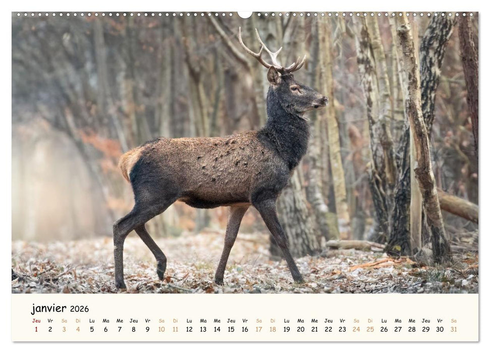 Les murmures de la forêt - Regards d'animaux (CALVENDO Calendrier supérieur 2026)
