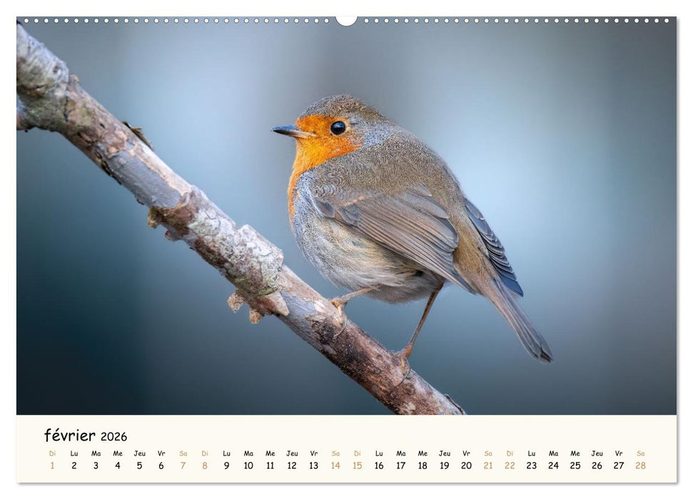 Les murmures de la forêt - Regards d'animaux (CALVENDO Calendrier supérieur 2026)