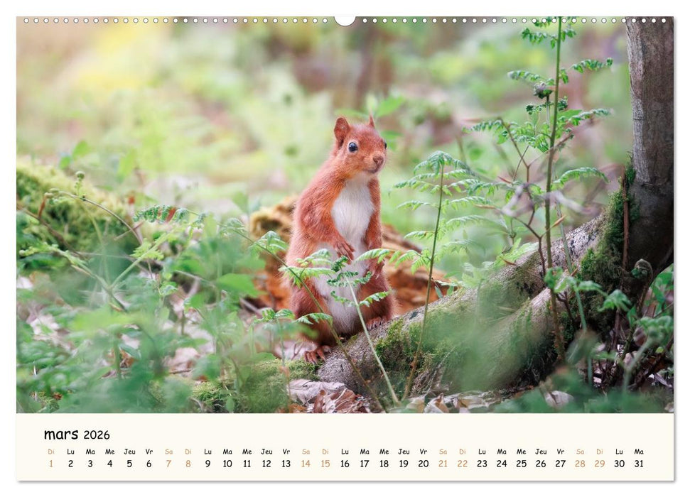 Les murmures de la forêt - Regards d'animaux (CALVENDO Calendrier supérieur 2026)