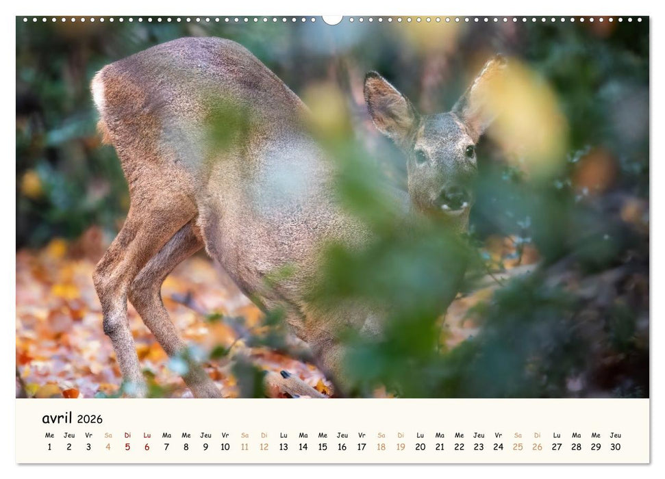 Les murmures de la forêt - Regards d'animaux (CALVENDO Calendrier supérieur 2026)