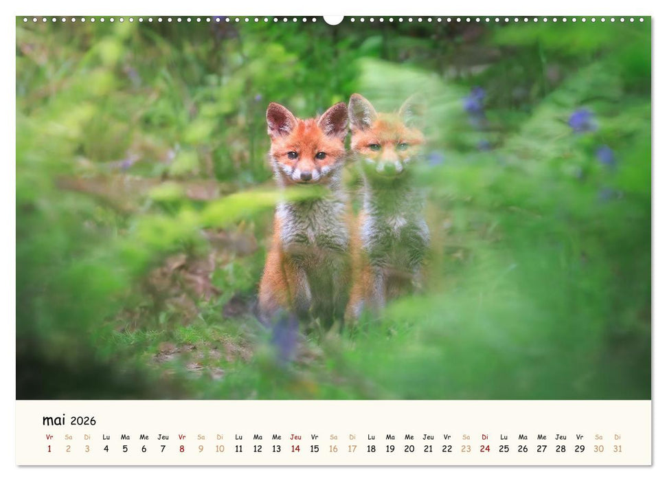 Les murmures de la forêt - Regards d'animaux (CALVENDO Calendrier supérieur 2026)