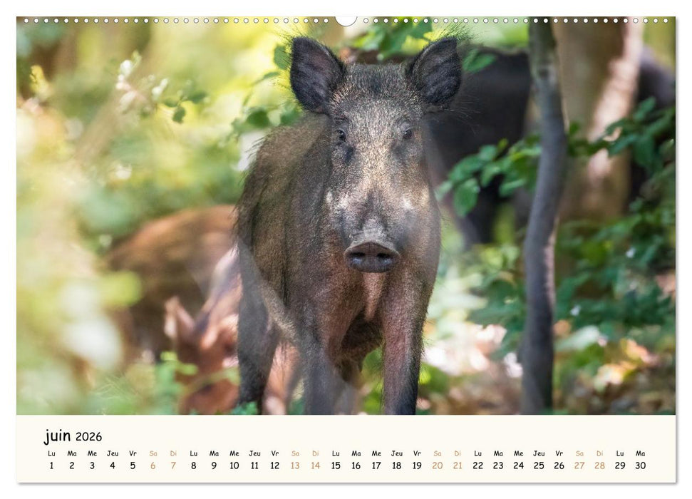 Les murmures de la forêt - Regards d'animaux (CALVENDO Calendrier supérieur 2026)