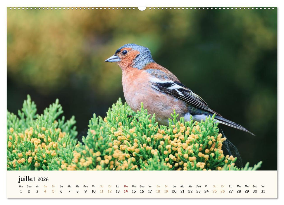 Les murmures de la forêt - Regards d'animaux (CALVENDO Calendrier supérieur 2026)