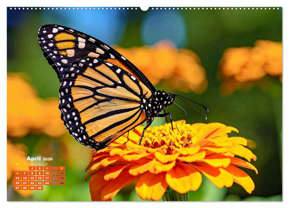 Die Welt in Orange (CALVENDO Premium Wandkalender 2026)