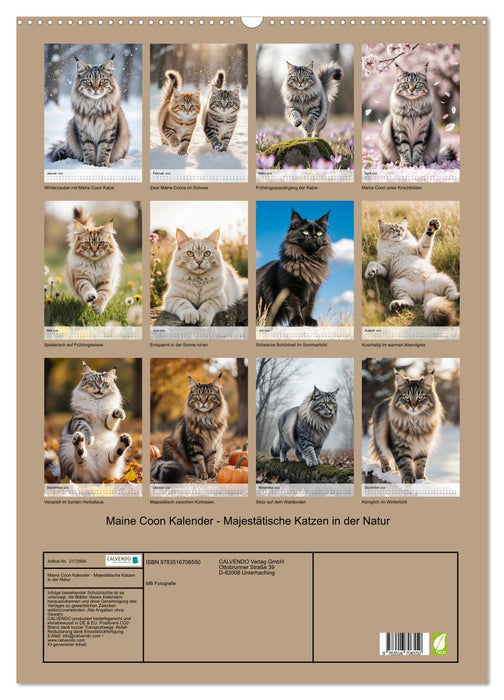 Maine Coon Kalender - Majestätische Katzen in der Natur (CALVENDO Wandkalender 2026)