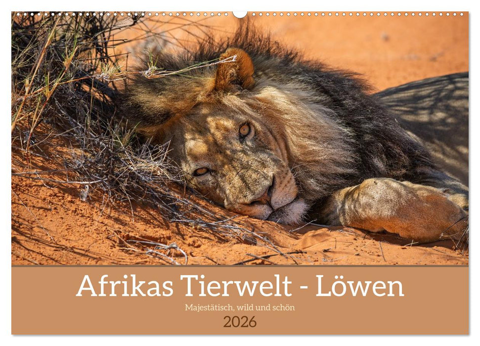 Afrikas Tierwelt - Löwen (CALVENDO Wandkalender 2026)