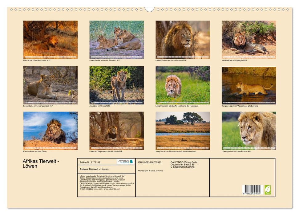 Afrikas Tierwelt - Löwen (CALVENDO Wandkalender 2026)