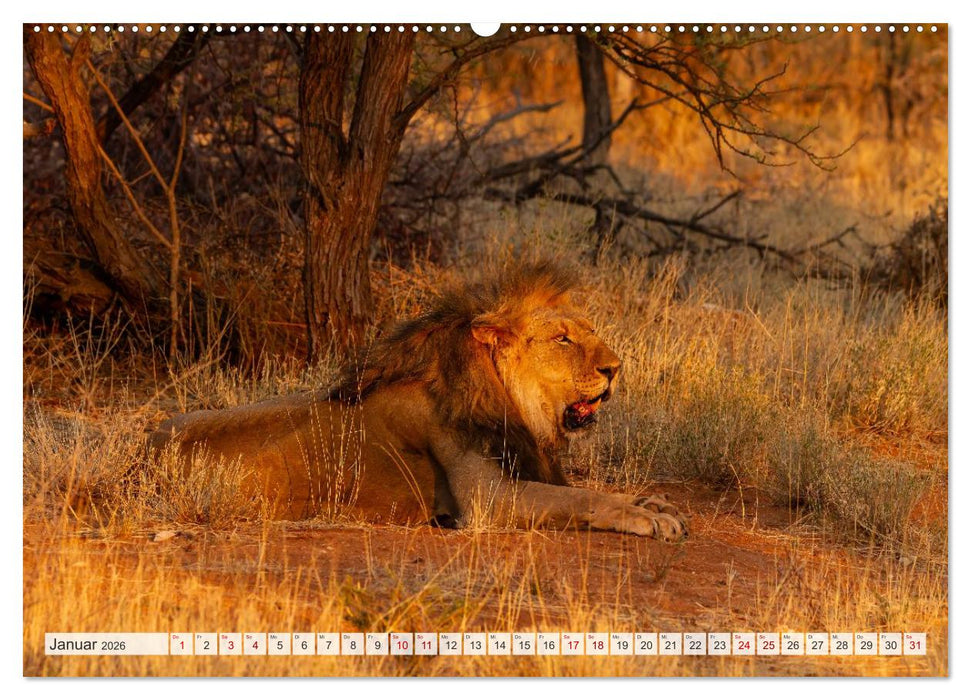 Afrikas Tierwelt - Löwen (CALVENDO Premium Wandkalender 2026)
