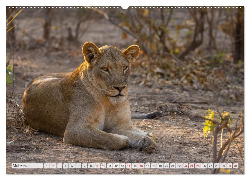 Afrikas Tierwelt - Löwen (CALVENDO Premium Wandkalender 2026)