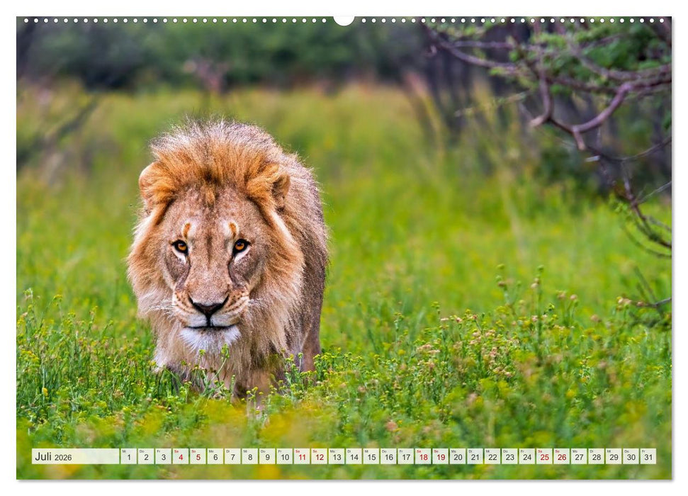 Afrikas Tierwelt - Löwen (CALVENDO Premium Wandkalender 2026)