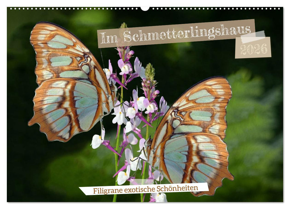 Im Schmetterlingshaus (CALVENDO Wandkalender 2026)