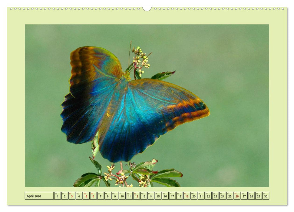 Im Schmetterlingshaus (CALVENDO Wandkalender 2026)