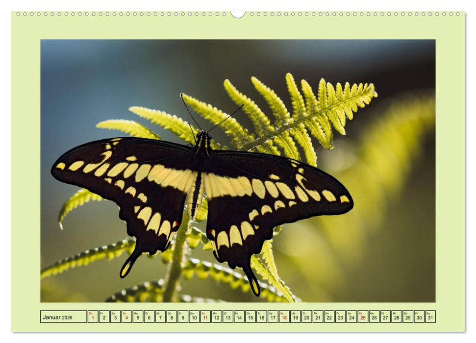 Im Schmetterlingshaus (CALVENDO Premium Wandkalender 2026)