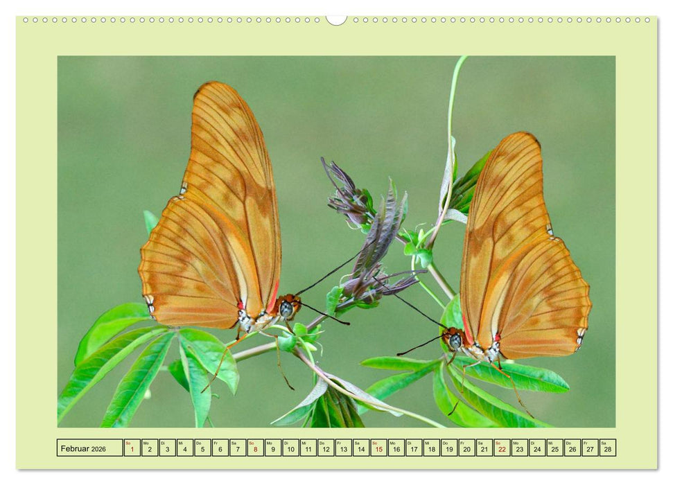 Im Schmetterlingshaus (CALVENDO Premium Wandkalender 2026)