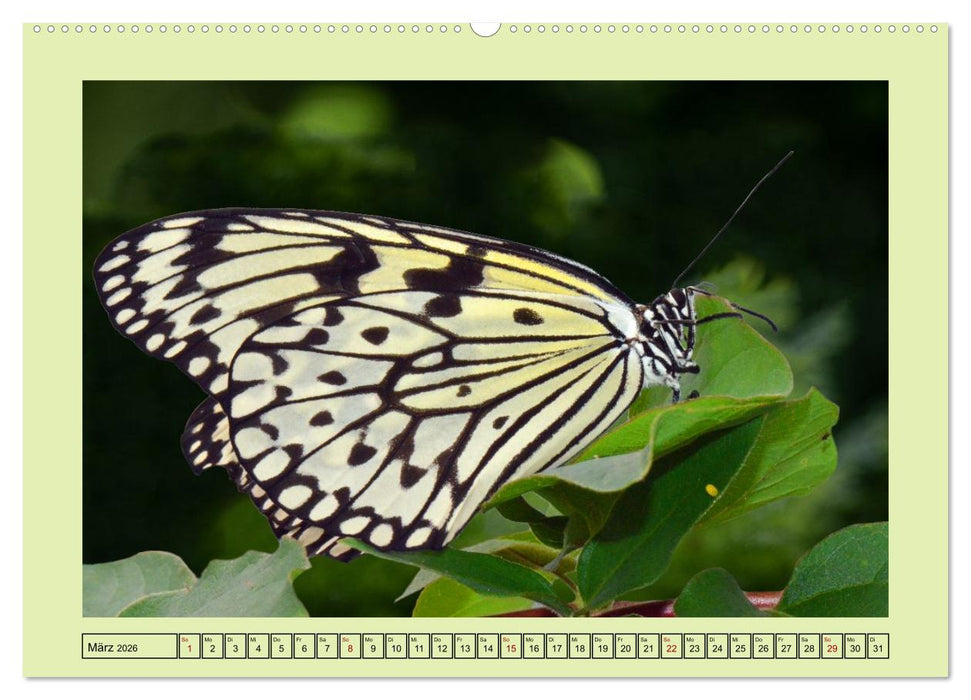 Im Schmetterlingshaus (CALVENDO Premium Wandkalender 2026)