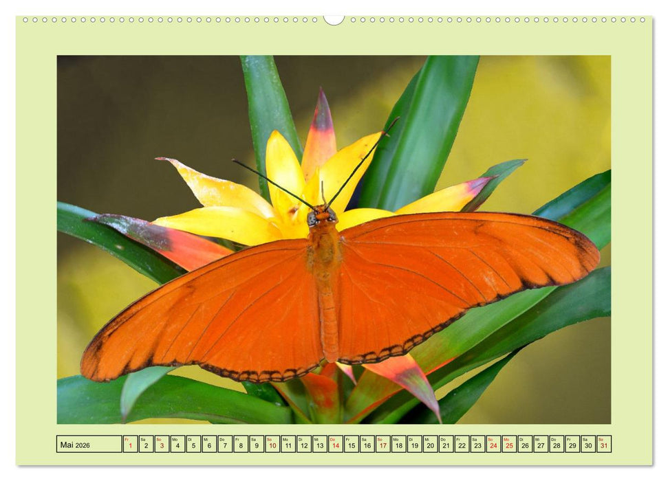Im Schmetterlingshaus (CALVENDO Premium Wandkalender 2026)