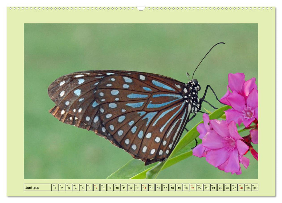 Im Schmetterlingshaus (CALVENDO Premium Wandkalender 2026)