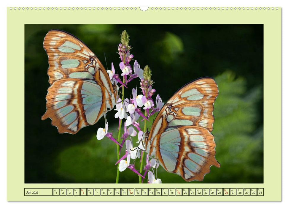 Im Schmetterlingshaus (CALVENDO Premium Wandkalender 2026)