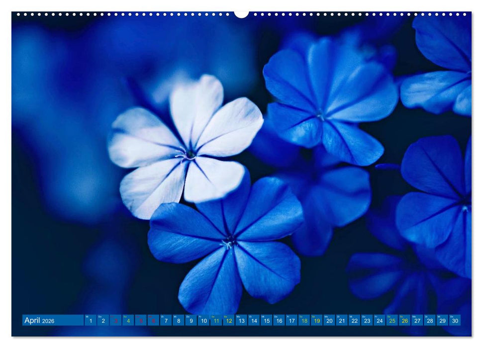 Die Welt in Blau (CALVENDO Premium Wandkalender 2026)