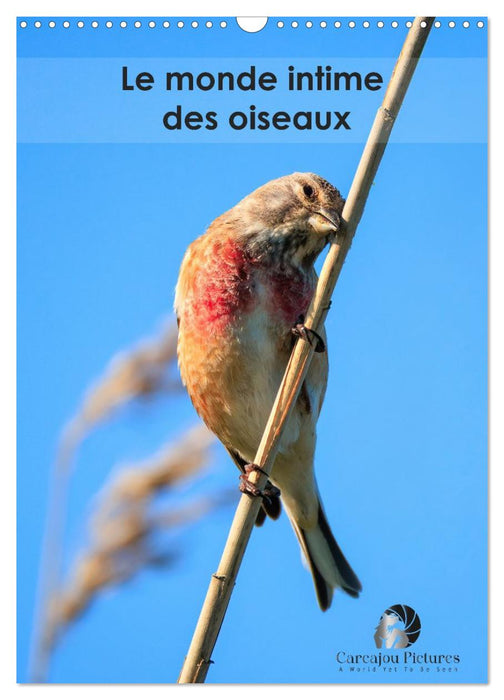 Le monde intime des oiseaux (CALVENDO Calendrier mensuel 2026)