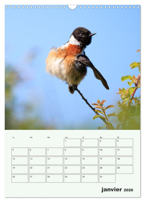 Le monde intime des oiseaux (CALVENDO Calendrier mensuel 2026)