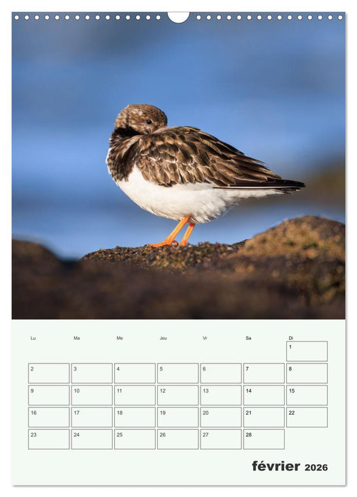 Le monde intime des oiseaux (CALVENDO Calendrier mensuel 2026)